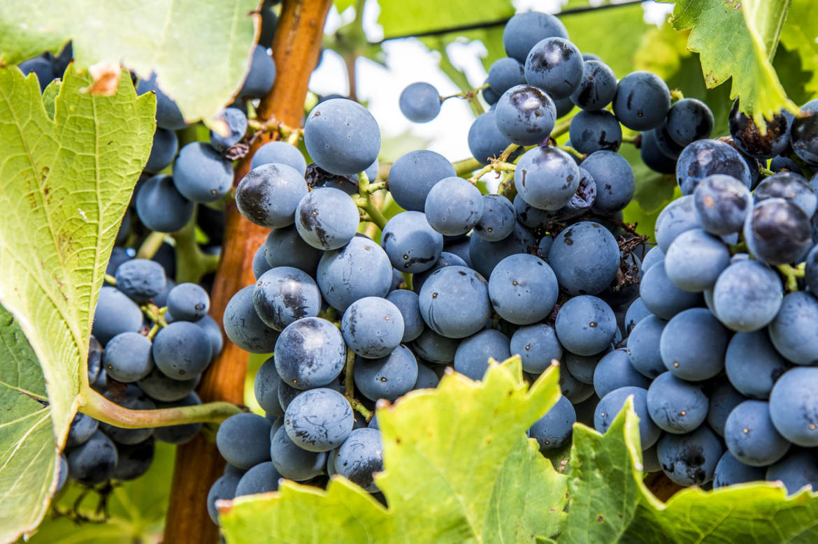 grenache.jpg