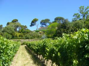 vignoble bio du languedoc vins igp