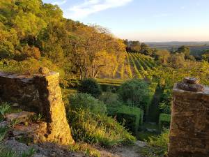 vin du languedoc igp