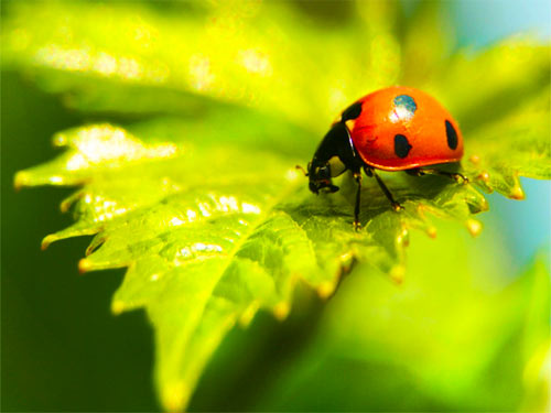 coccinelle_bio-1.jpg