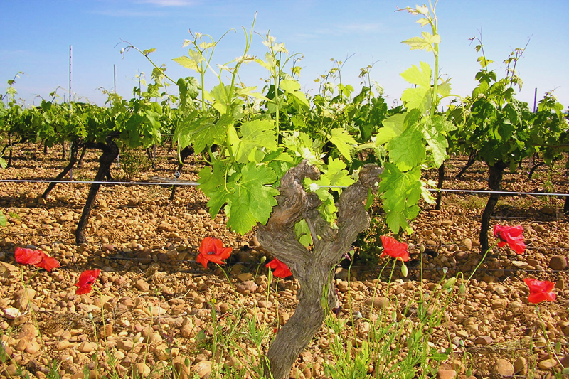 vigne_bio-herault.jpg