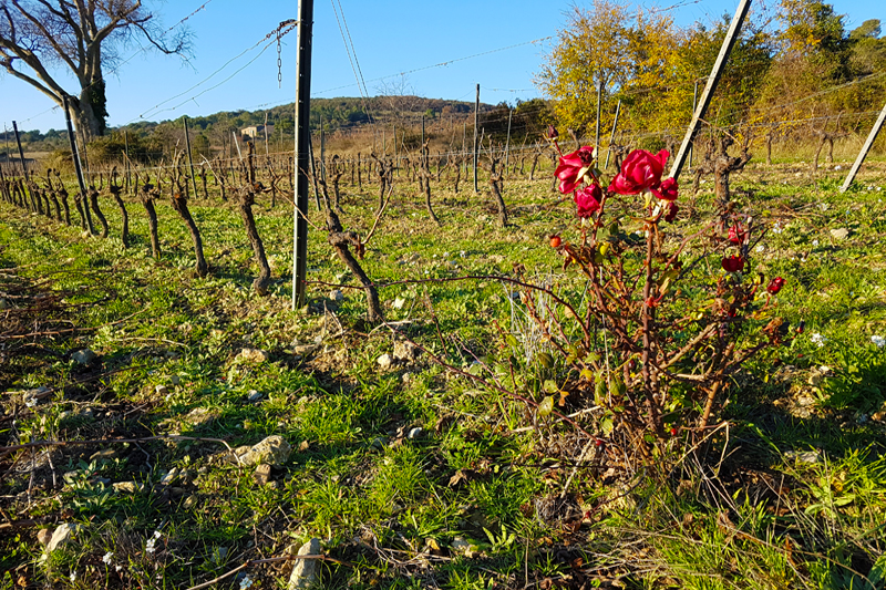 vigne_bio-herault2.jpg