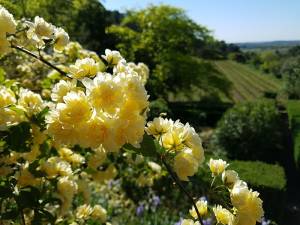 Printemps fleur au domaine